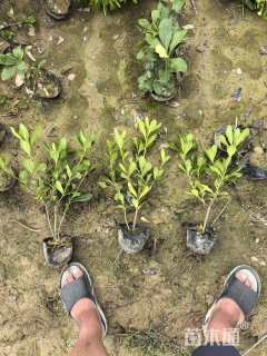 高度45厘米海桐