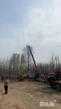 12公分美国红枫