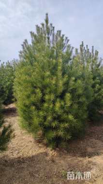 高度3000厘米白皮松