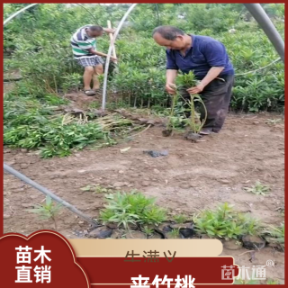 高度80厘米夹竹桃