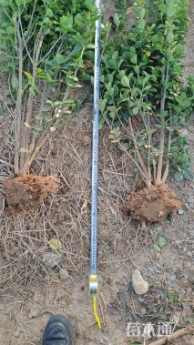 高度150厘米北海道黄杨