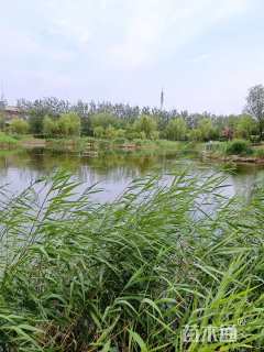 高度40厘米芦苇