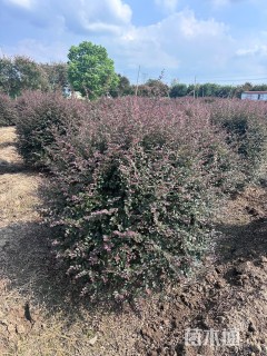 冠幅100厘米红花继木球