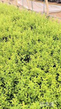 高度30厘米金禾女贞