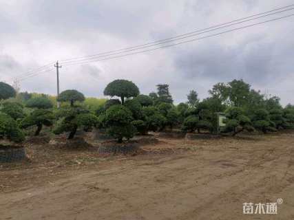 高度200厘米卫矛