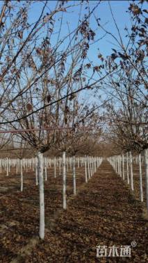 10公分染井吉野樱