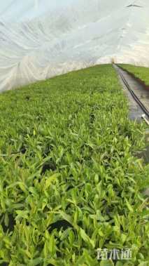 高度15厘米马鞭草