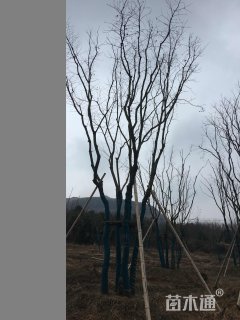 丛生乌桕
