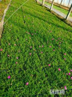 高度15厘米石竹