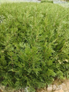 高度100厘米侧柏