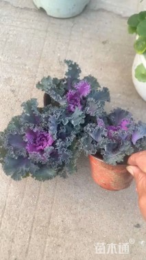 高度10厘米羽衣甘蓝