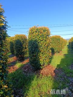 高度350厘米红叶石楠柱