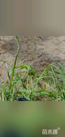 高度30厘米小兔子狼尾草