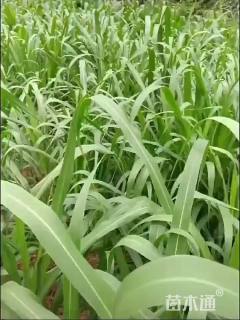 墨西哥玉米草