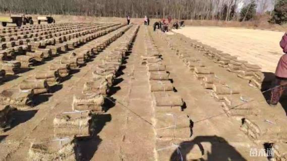 草毯状马尼拉草