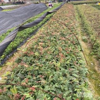 高度20厘米红绒球