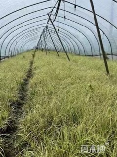 高度20厘米金叶苔草