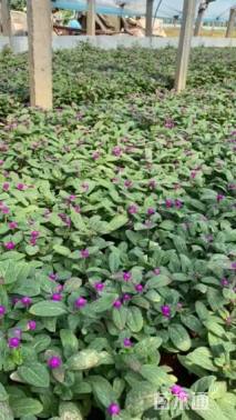 高度25厘米银边麦冬