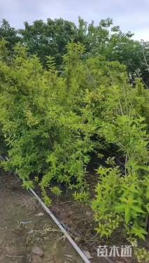 高度170厘米锦带