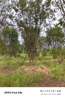 高度600厘米丛生紫薇