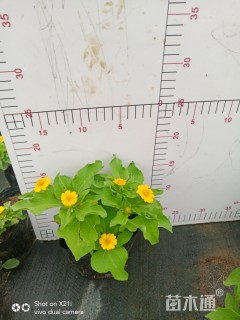 皇帝菊