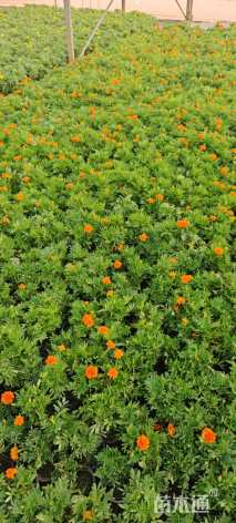 高度15厘米孔雀草