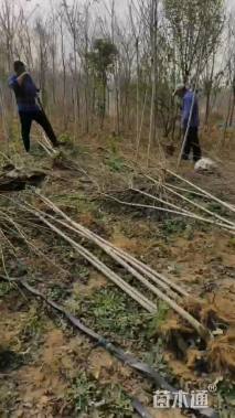 高度250厘米染井吉野樱小苗