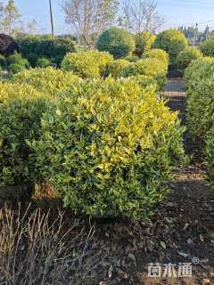 高度100厘米花叶栀子