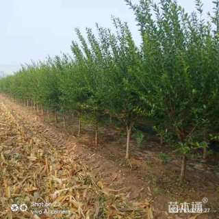 高度260厘米石榴