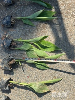 高度60厘米水生美人蕉