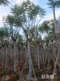 15公分蓝花楹