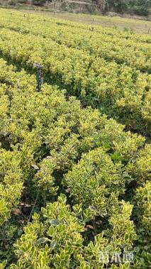 高度25厘米金边黄杨小苗