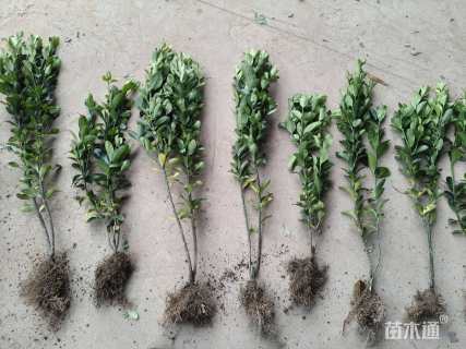 高度45厘米大叶黄杨小苗