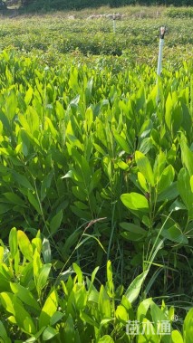 0.5公分马占相思