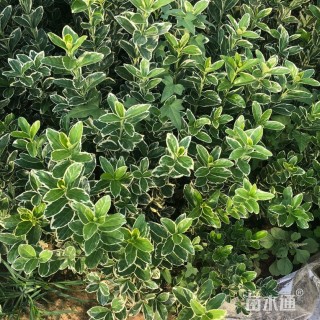 高度35厘米金边黄杨