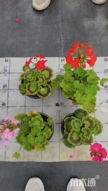 高度30厘米天竺葵