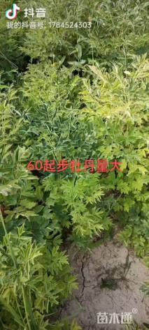 高度10厘米紫斑牡丹