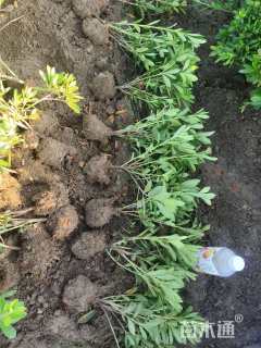 高度30厘米毛鹃小苗