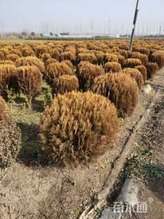 冠幅100厘米洒金柏球