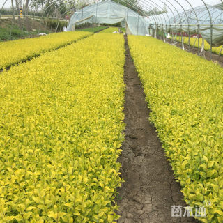 高度35厘米金叶女贞小苗