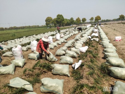 高度25厘米细叶麦冬草
