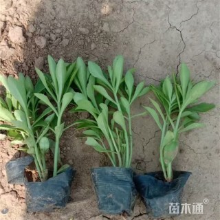 高度15厘米三七景天