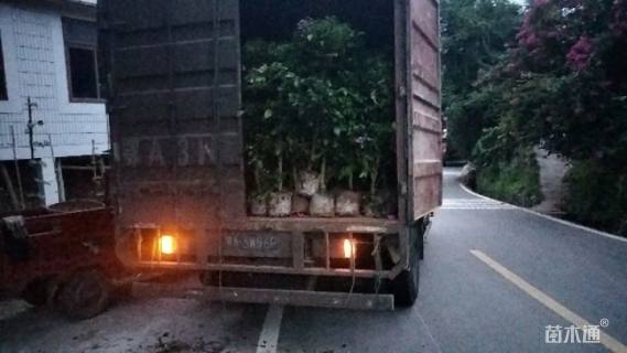 冠幅80厘米三角梅球