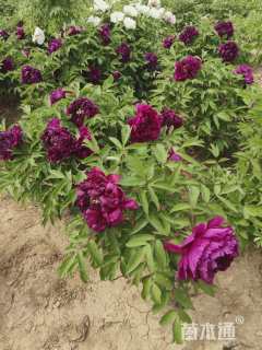 高度60厘米牡丹