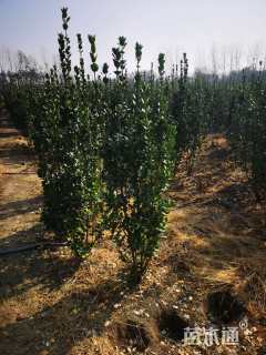 高度190厘米北海道黄杨