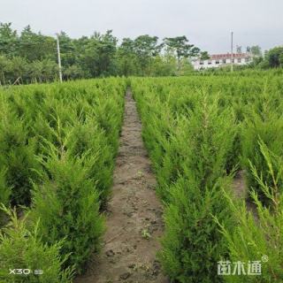 高度60厘米蜀桧