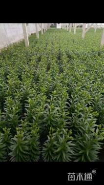 高度50厘米百合