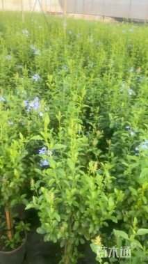 高度40厘米蓝雪花