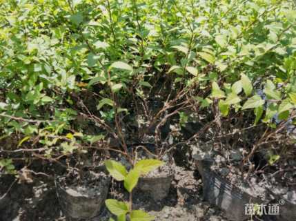 高度45厘米金焰绣线菊