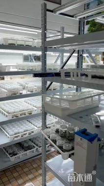 高羊茅种子高羊茅种子